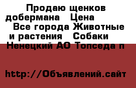 Продаю щенков добермана › Цена ­ 45 000 - Все города Животные и растения » Собаки   . Ненецкий АО,Топседа п.